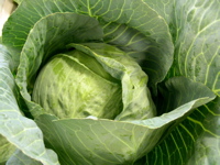 cabbage